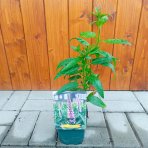 Veronika špicatá (Veronica spicata) ´CANDLE PINK´ - kont. C1L